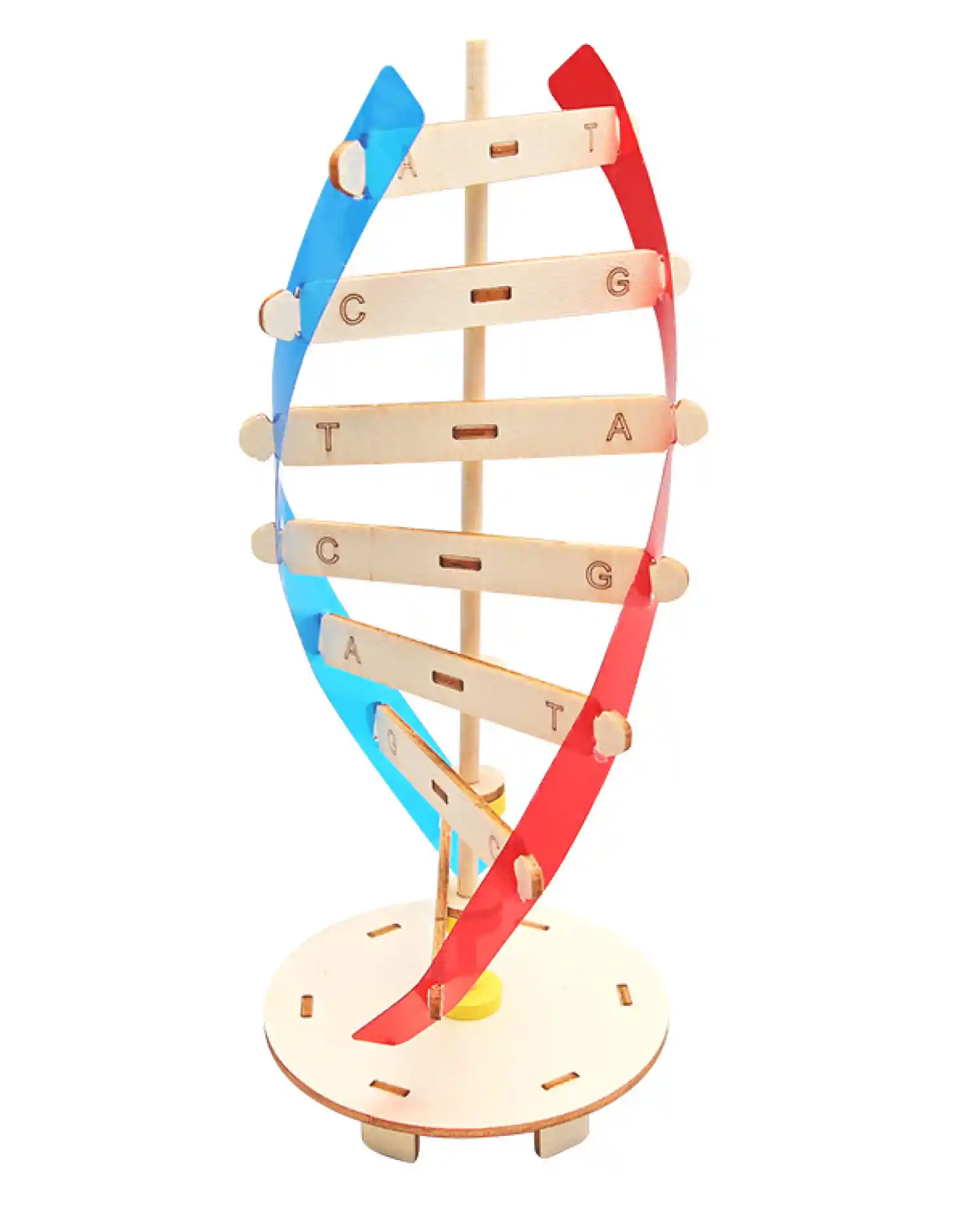 דגם דנא מעץ DNA
