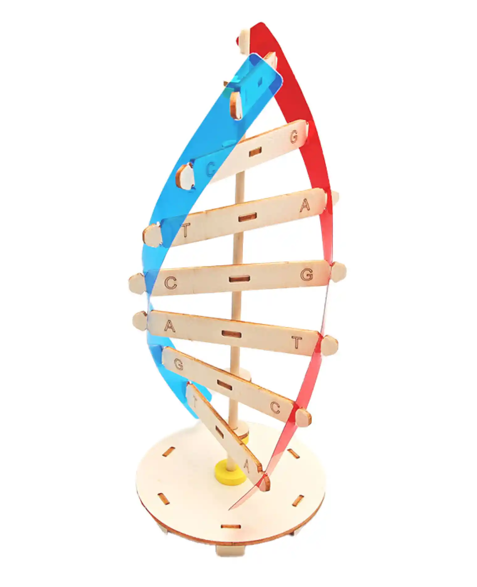 דגם דנא מעץ DNA