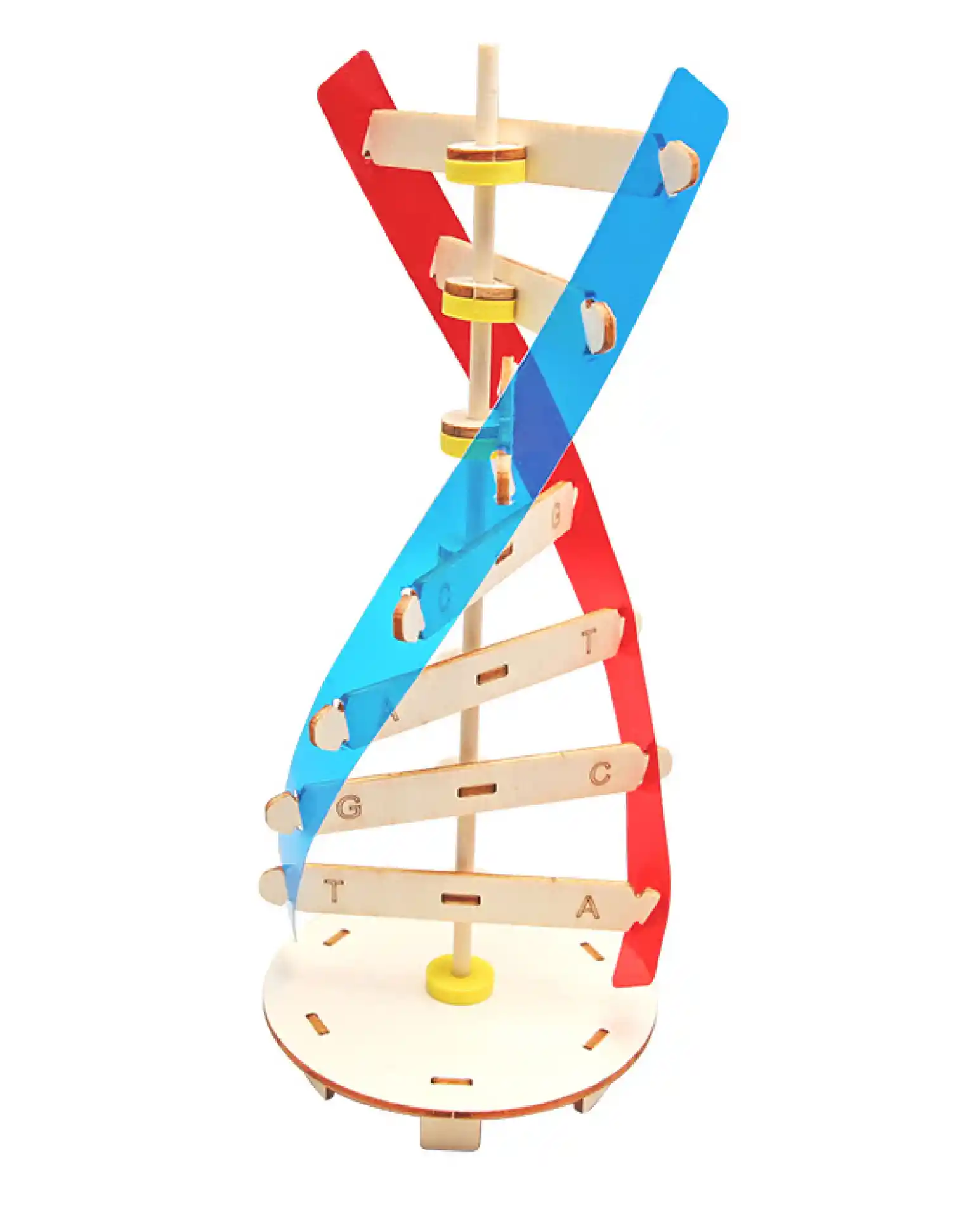 דגם דנא מעץ DNA